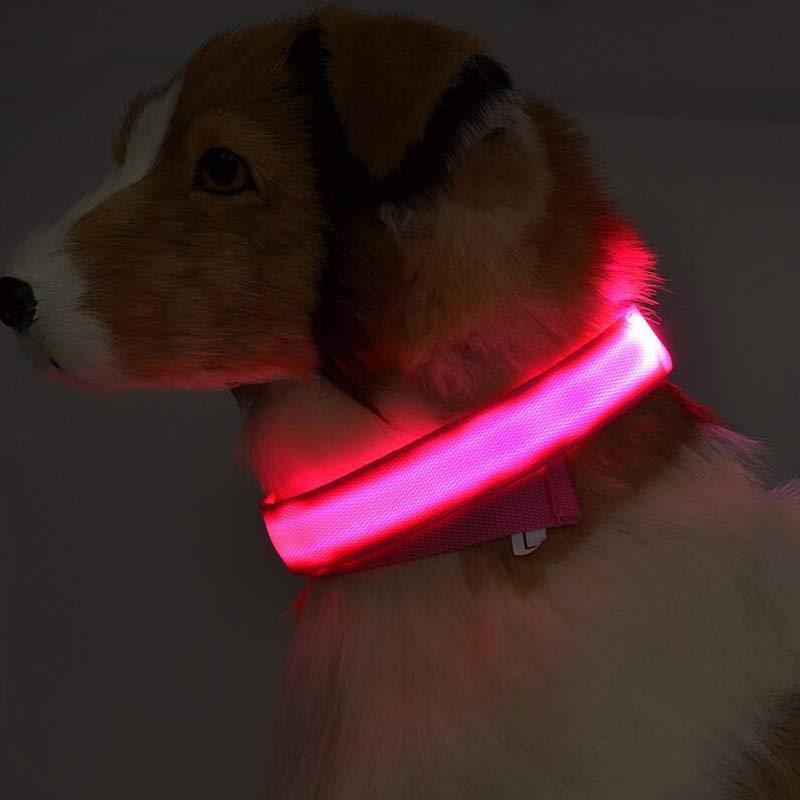 Dog wearing a glowing red collar in a dark setting Canada
