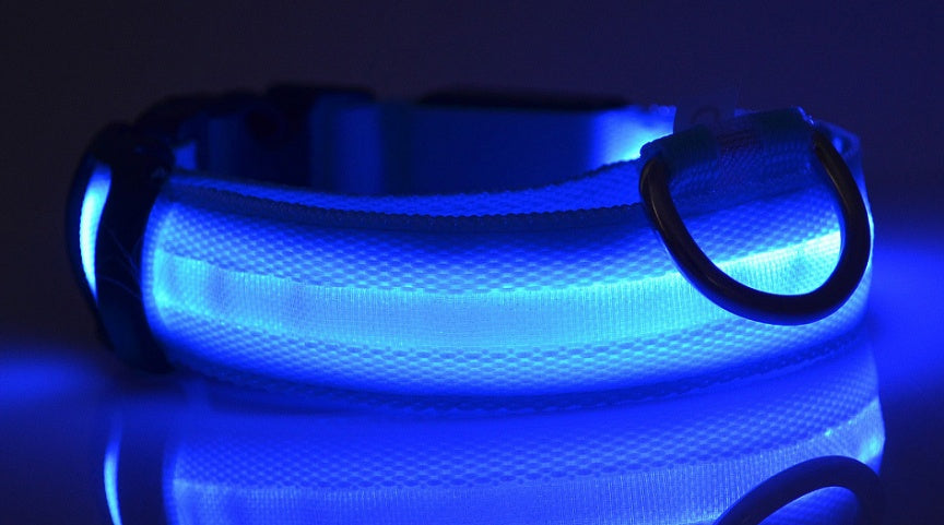 Blue LED dog collar on a reflective surface with a dark background